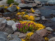 Mimulus Garden 19-7607